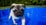 pug